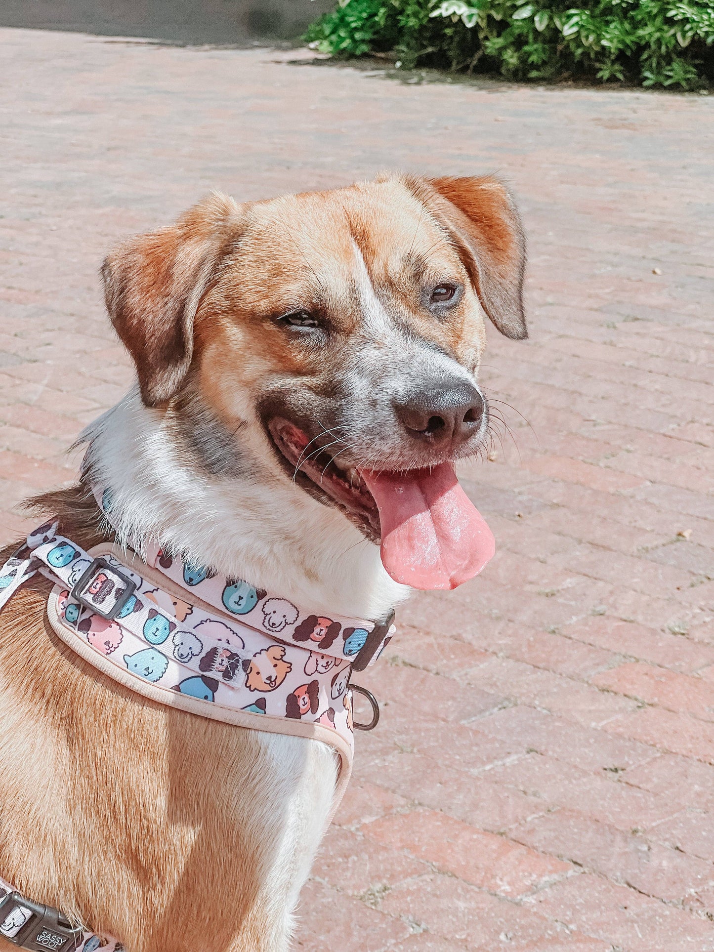 Dog Adjustable Harness - Mixed With Love