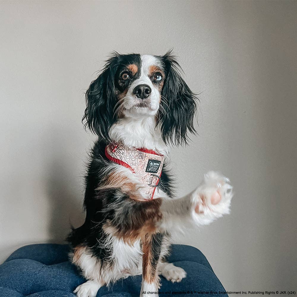 Dog Adjustable Harness - Harry Potter™ Marauder's Map™