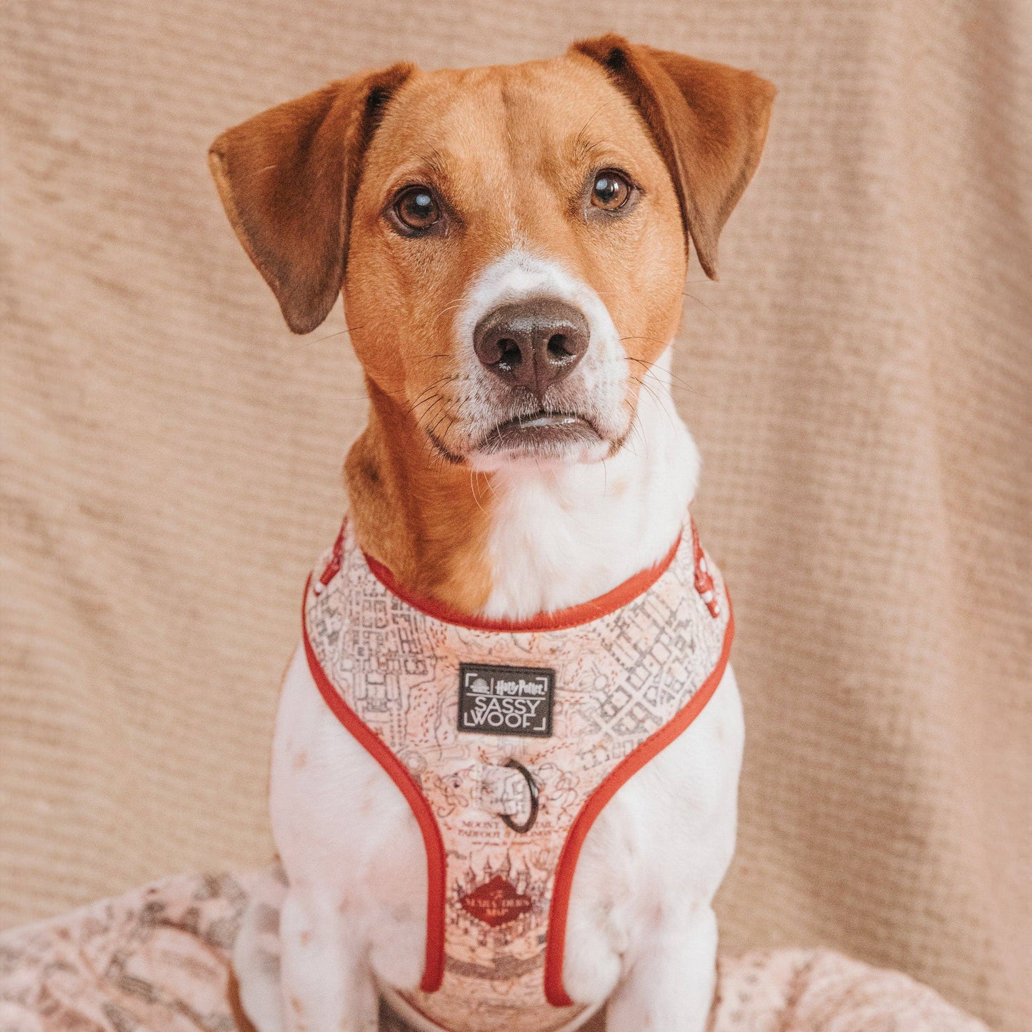 Dog Adjustable Harness - Harry Potter™ Marauder's Map™