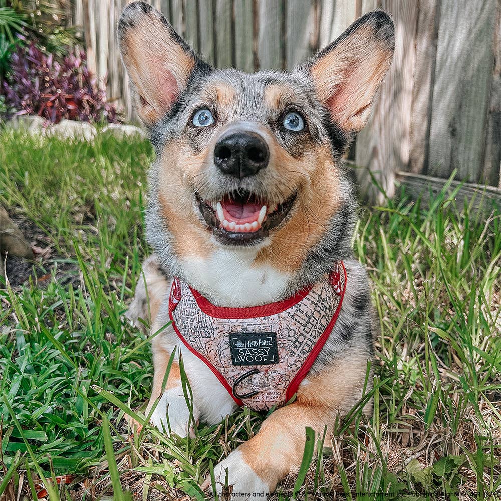 Dog Adjustable Harness - Harry Potter™ Marauder's Map™
