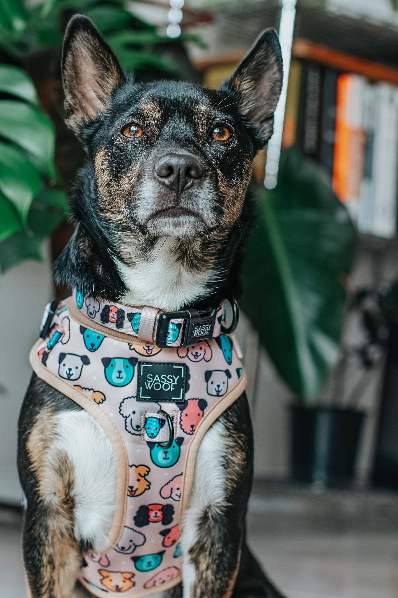 Dog Adjustable Harness - Mixed With Love