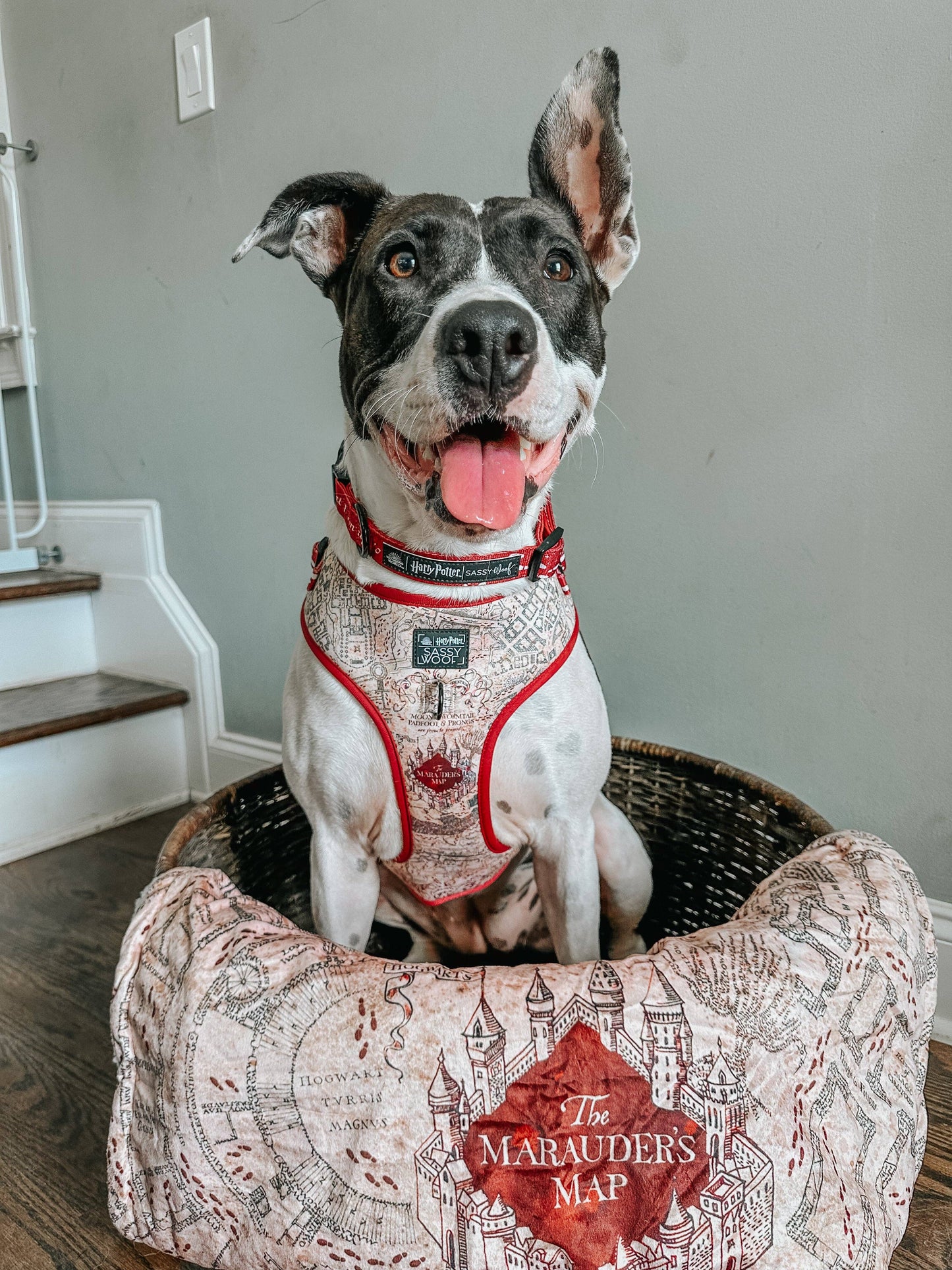 Dog Adjustable Harness - Harry Potter™ Marauder's Map™