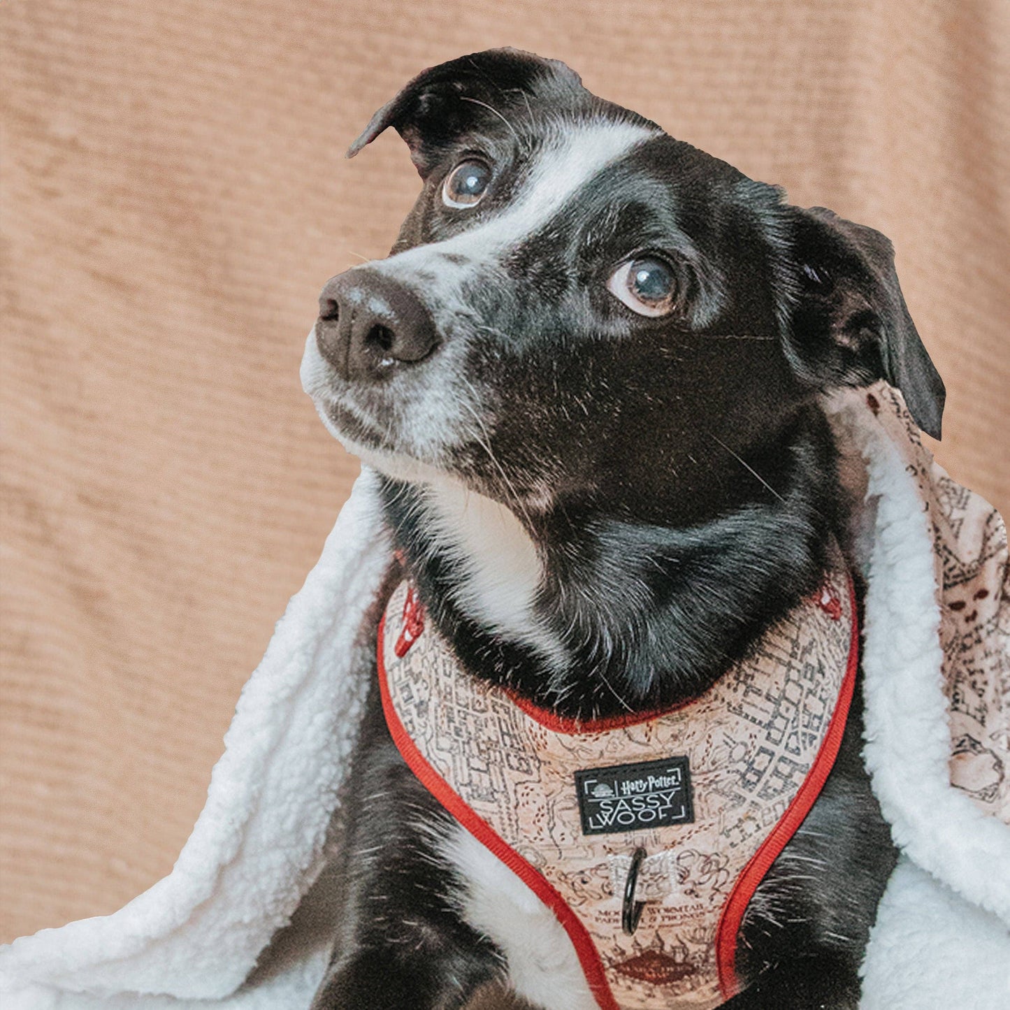 Dog Adjustable Harness - Harry Potter™ Marauder's Map™