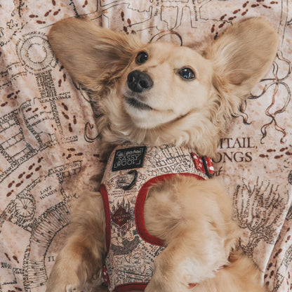 Dog Adjustable Harness - Harry Potter™ Marauder's Map™