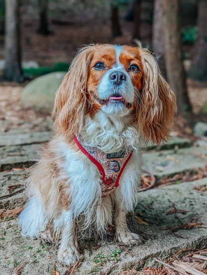 Dog Adjustable Harness - Harry Potter™ Marauder's Map™