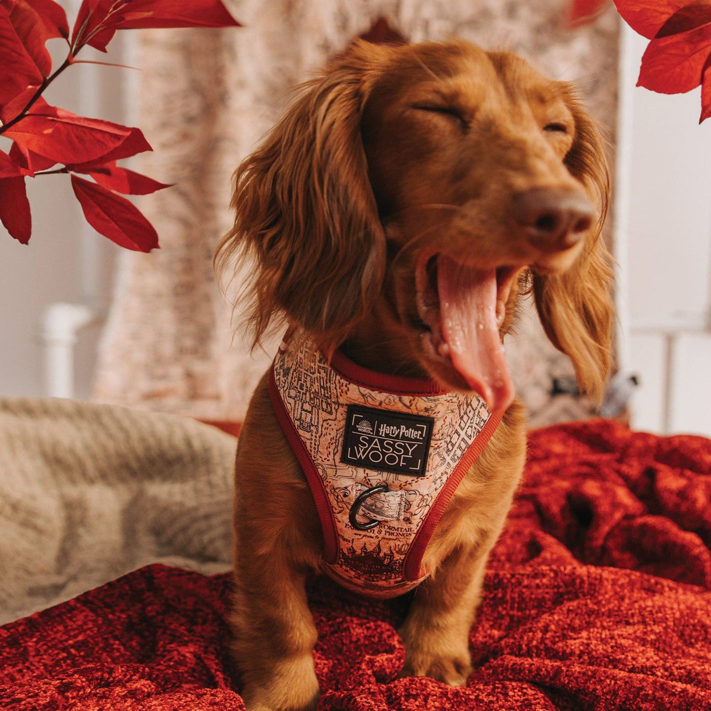Dog Adjustable Harness - Harry Potter™ Marauder's Map™