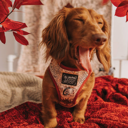 Dog Adjustable Harness - Harry Potter™ Marauder's Map™